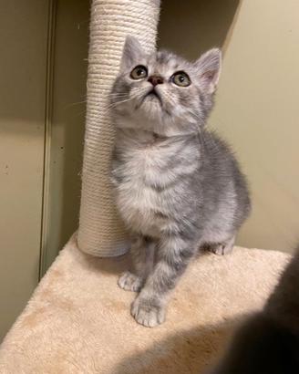 Gattino Scottish Straight