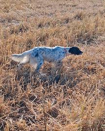 Setter inglese femmina