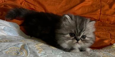 Gattina persiana normotipo