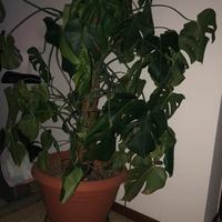 Pianta appartamento