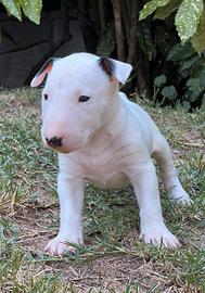 Bull terrier cuccioli