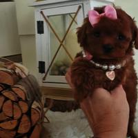 Barboncino red intenso