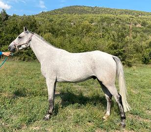 Cavallo purosangue arabo