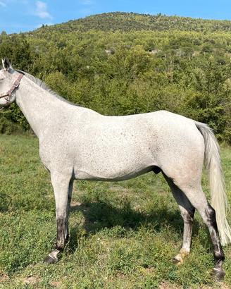 Cavallo purosangue arabo