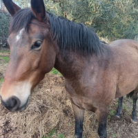 Cavalla più puledto