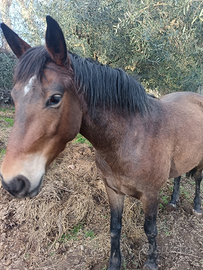 Cavalla più puledto