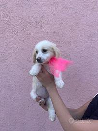 Stellina 2 mesi e mezzo taglia medio contenuta