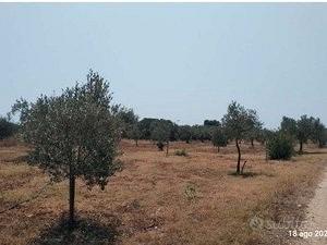 Tribunale di Marsala - RG 66/2025 Terreno in asta