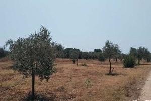 Tribunale di Marsala - RG 66/2025 Terreno in asta