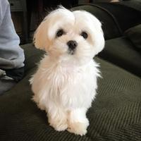 Cuccioli di maltese