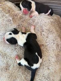 Cuccioli pitbull/amstaff