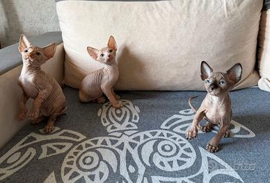 Gatti sphynx