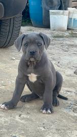 Cucciolo Cane Corso Maschio