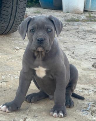 Cucciolo Cane Corso Maschio