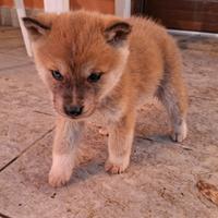Cuccioli Akita Inu