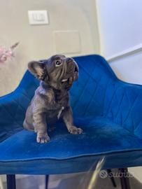 Cucciolo bull dog fluffy big rope