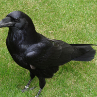 Corvus corax