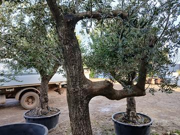 Olivo leccino in vaso