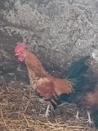 Galline ornamentali piccole