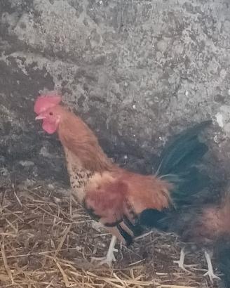 Galline ornamentali piccole