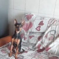 Pincher nano