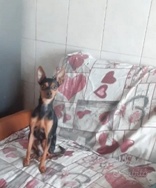 Pinscher nano