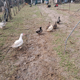 Germani verie colorazioni