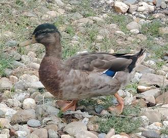 Gallo & anatra Germano reale