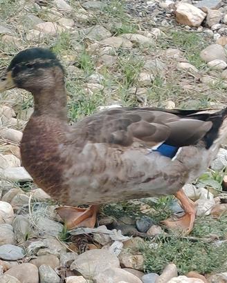 Gallo & anatra Germano reale