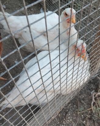 Pulcinotti anatrine anatre galline