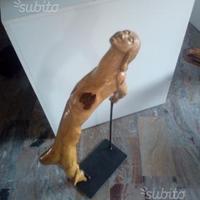 L`etoile
