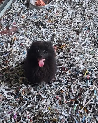 Volpino spitz
