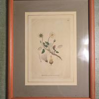 STAMPE BOTANICHE CON CORNICE
