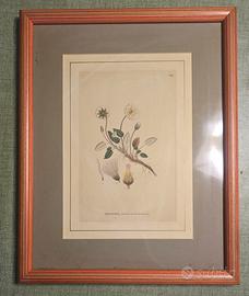 STAMPE BOTANICHE CON CORNICE