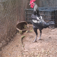 Galletto combattente inglese