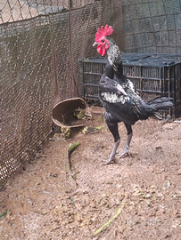 Galletto combattente inglese