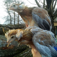Galline