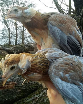 Galline