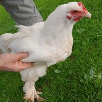Gallo