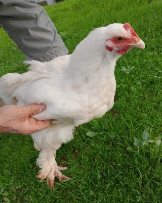 Gallo
