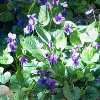 Piantina di violetta selvatica 