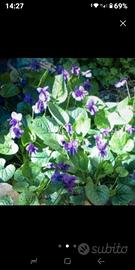 Piantina di violetta selvatica 