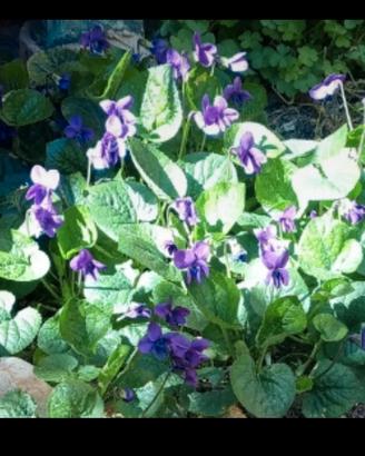 Piantina di violetta selvatica 