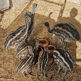 Emu 2 mesi