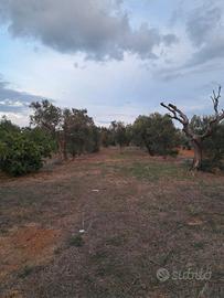 Terreno agricolo