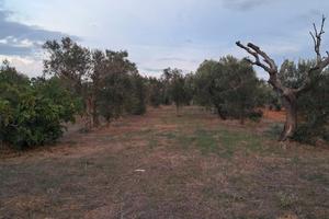 Terreno agricolo