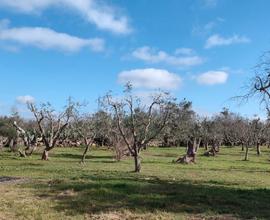 Terreno agricolo