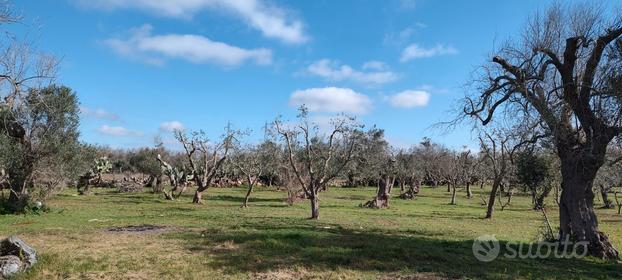 Terreno agricolo