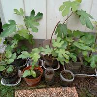 Piante di fico con frutti bianchi
