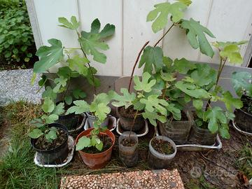 Piante di fico con frutti bianchi